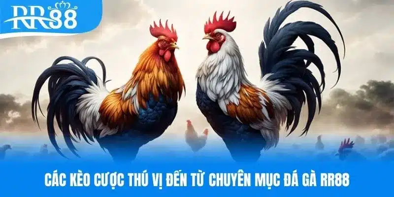 Các kèo cược đá gà RR88 cực hot