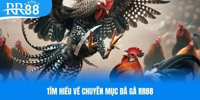 Tìm hiểu đôi nét về chuyên mục đá gà RR88 trực tuyến